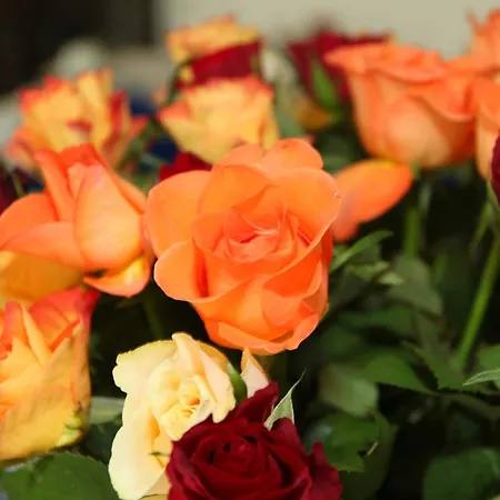 酒店 姆斯彼赫尔酒店 3*